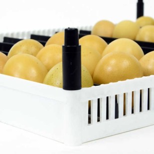 Plateau d'incubation FLX80 avec 9 séparateurs amovibles