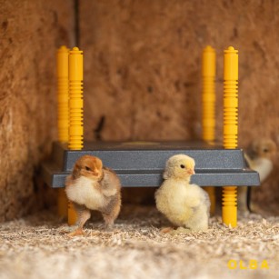 Panneau Chauffant Poussin 25x25 cm | Eggceterra Élevage