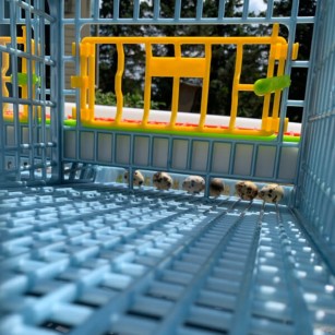 Cage 2 Étages pour Caille Pondeuse - Eggceterra Élevage