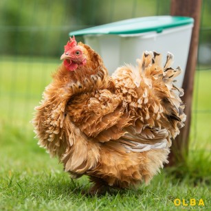 Mangeoire Anti-Gaspi Vfeeder - Eggceterra Élevage