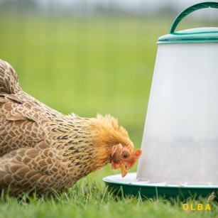 Mangeoire Silo 3kg - Anti-Gaspillage | Eggceterra