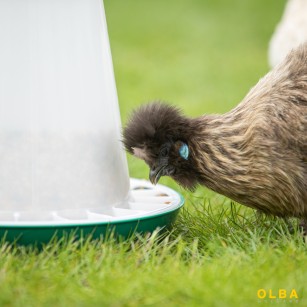 Mangeoire Silo 3kg - Anti-Gaspillage | Eggceterra