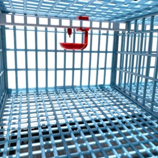 Cage Jumbo pour Cailles Pondeuses - Eggceterra Élevage
