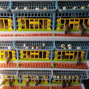 Cage Caille Jumbo 5 Étages - Élevage Pro chez Eggceterra