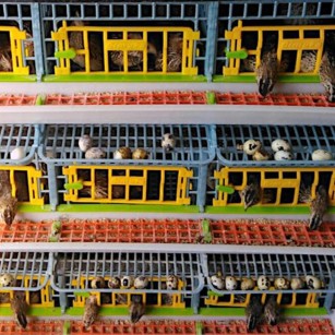 Cage caille Jumbo 3 étages - Eggceterra élevage optimal