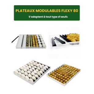 Couveuse automatique T2400C | Élevage simplifié Eggceterra