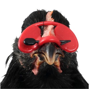 Lunettes Anti-Picage Petit Modèle x100 | Eggceterra Élevage