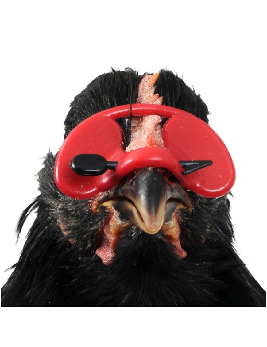 Lunettes Anti-Picage Petit Modèle x100 | Eggceterra Élevage