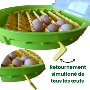 Couveuse IO-203 à thermostat ajustable - Eggceterra
