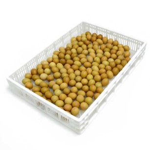 Panier d'Éclosion CS160 - Qualité Pro pour Élevage Eggceterra