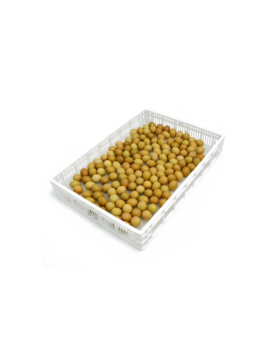 Panier d'Éclosion CS160 - Qualité Pro pour Élevage Eggceterra