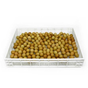Panier d'Éclosion CS160 - Qualité Pro pour Élevage Eggceterra