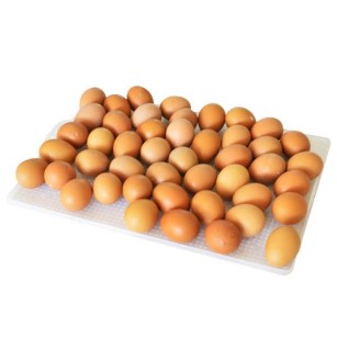 Panier d'éclosion 40 œufs CS40Y - Eggceterra élevage