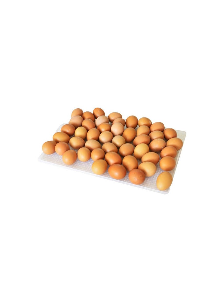 Panier d'éclosion 40 œufs CS40Y - Eggceterra élevage Panier d'éclosion 40 œufs CS40Y - Eggceterra élevage