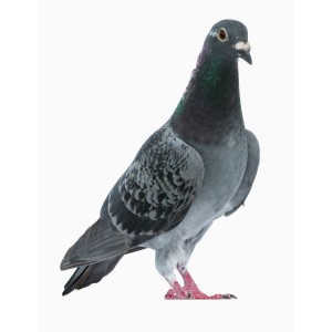 Abreuvoirs pigeons