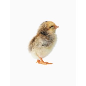 Cage poussins race naine