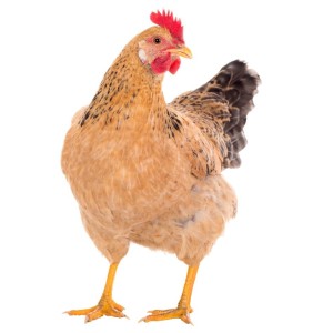 Couveuses poules