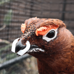 Lunettes et anneaux anti-picage