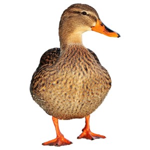 Couveuses canards