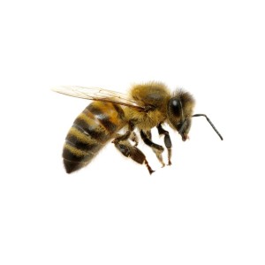Couveuses reines abeilles