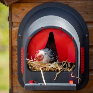 Pondoirs poules, volailles