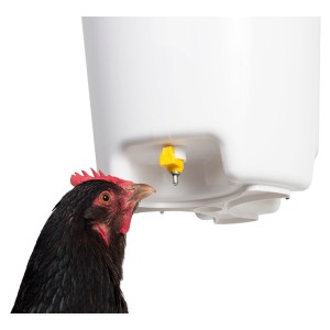 Abreuvoirs poules
